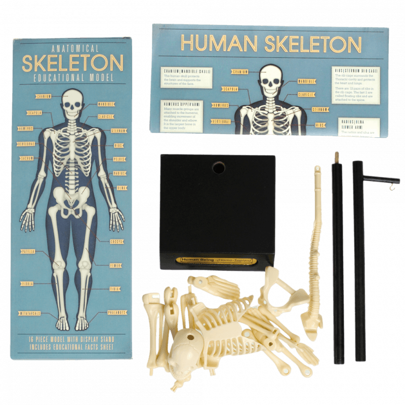 Anatomical Skeleton Model